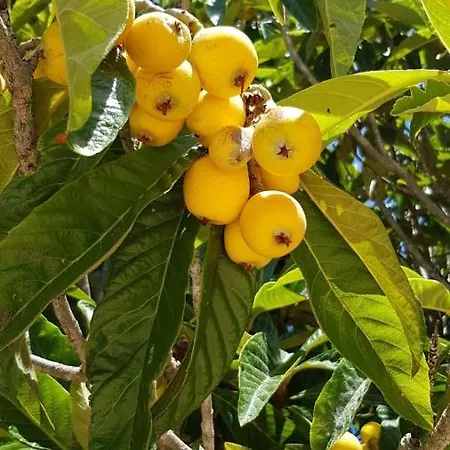 Les Nefliers D'hotes Bed & Breakfast