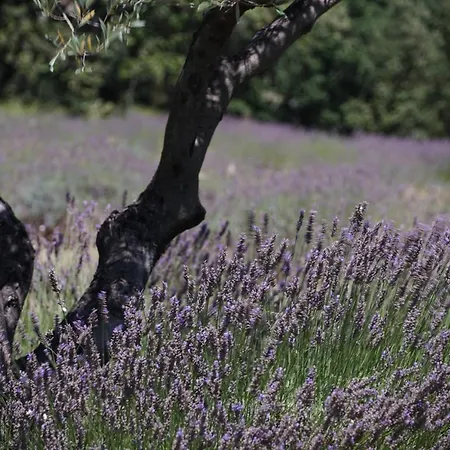 Bed & Breakfast Les Nefliers D'hotes 4*