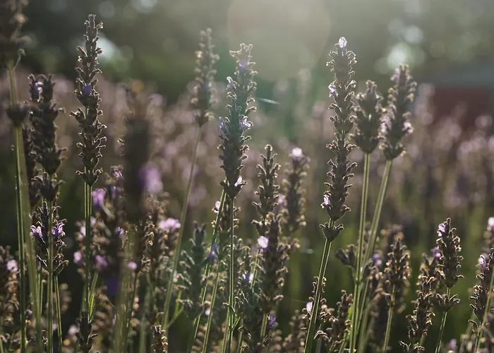 Couette-café Les Néfliers D'hôtes 4*