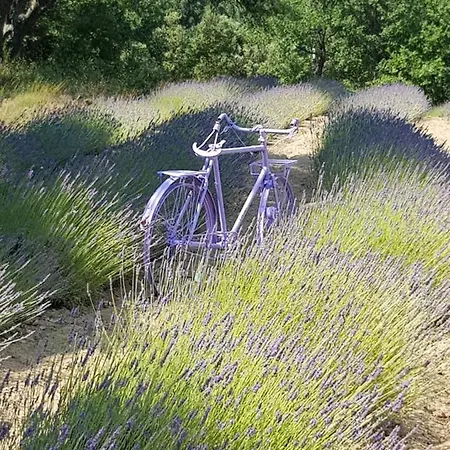 Les Nefliers D'hotes 4* Céreste