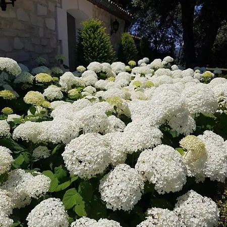 Les Nefliers D'hotes Bed & Breakfast Céreste