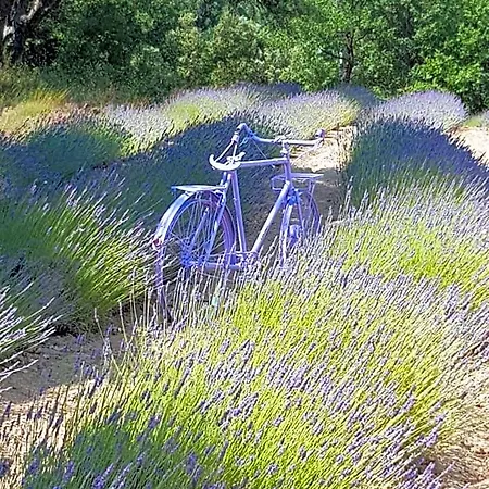 Les Néfliers D'hôtes
