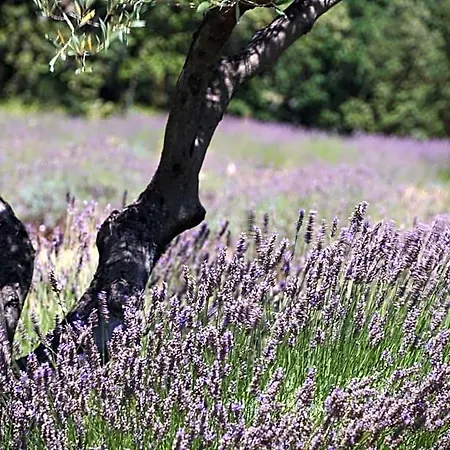 Les Nefliers D'hotes Bed & Breakfast Céreste
