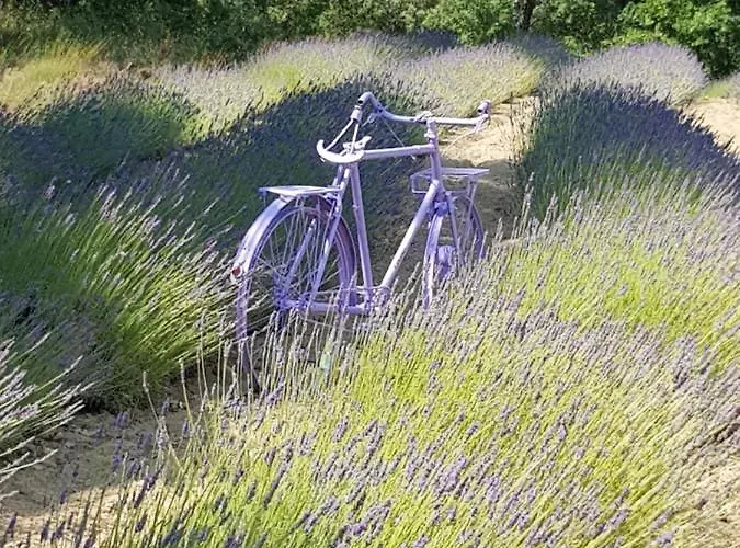 Les Nefliers D'hotes 4* Cereste