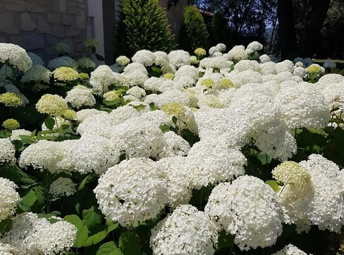 Les Nefliers D'hotes Nocleg ze śniadaniem Céreste